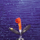 Davis Self Inflating Key Buoy